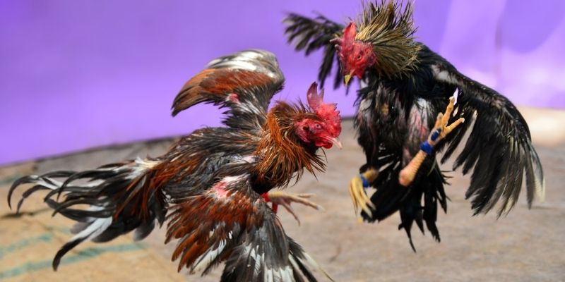 77 win KM Game Bài 3d