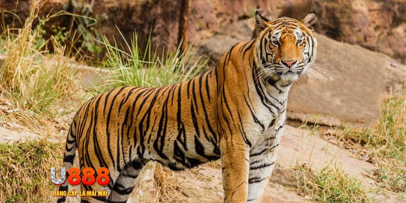 77 win xổ số bình thuận