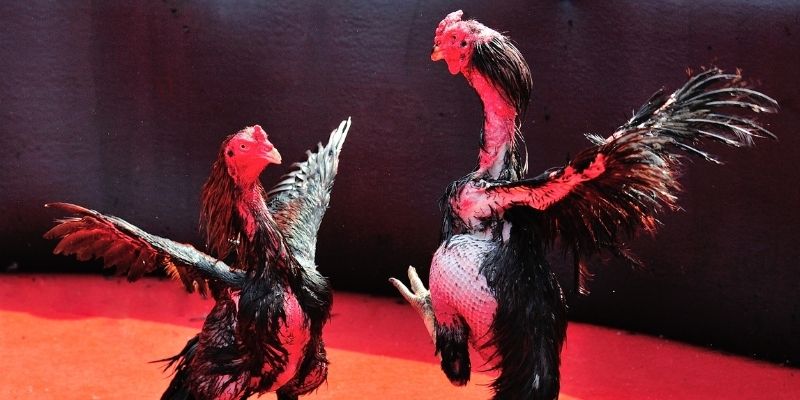 77 win thị trường baccarat là gì