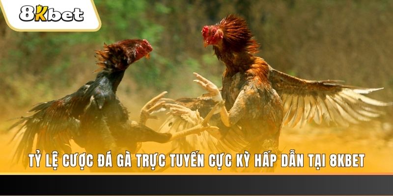 77 win c1 gà chọi