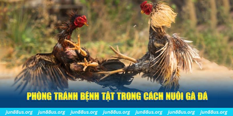 77 win đăng nhập phỏm online